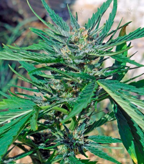 1631096203711.png 1631096203711.png