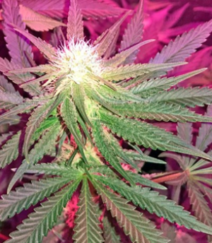 1631113909904.png 1631113909904.png