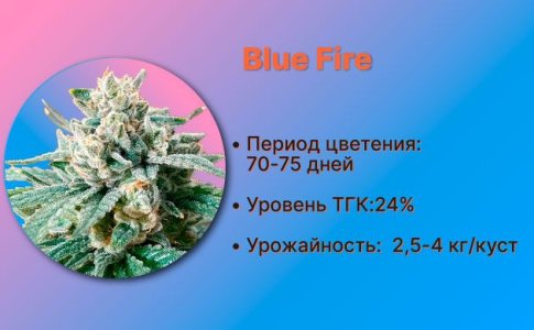 Сорт конопли Blue Fire от Humboldt Seeds