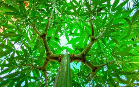 Техника тренировки конопли Мейн-Лининг