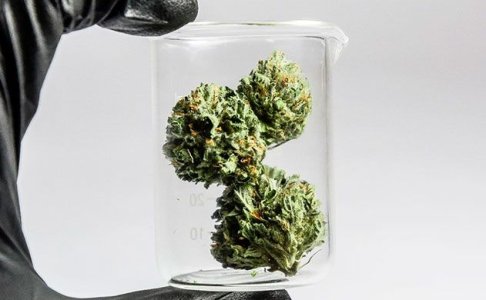 Как правильно хранить коноплю Как правильно хранить коноплю