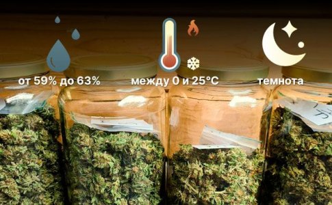 Условия для хранения шишек конопли Условия для хранения шишек конопли