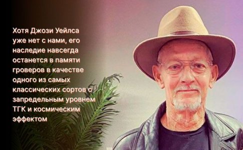 Создание Goirlla Glue Создание Goirlla Glue