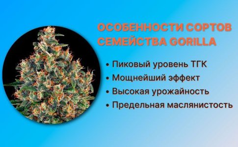 Семяныч Gorill Glue Семяныч Gorill Glue