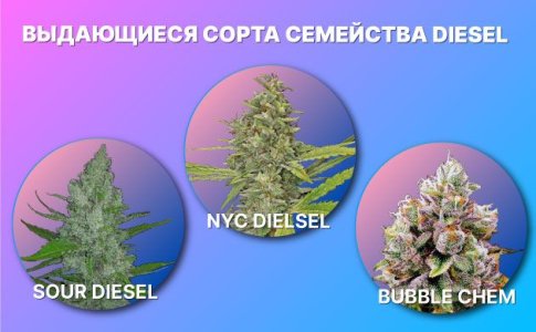 семейство конопли Diesel семейство конопли Diesel