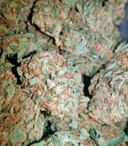 1631789037048.png 1631789037048.png