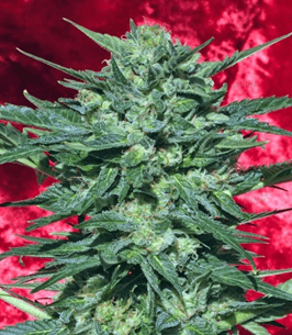 1632913117435.png 1632913117435.png