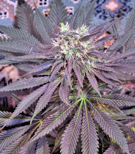 1632913125919.png 1632913125919.png