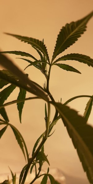 20211004_204258.jpg 20211004_204258.jpg