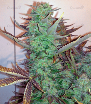 1633450849227.png 1633450849227.png