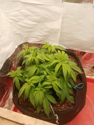 IMG_20221231_104810.jpg IMG_20221231_104810.jpg