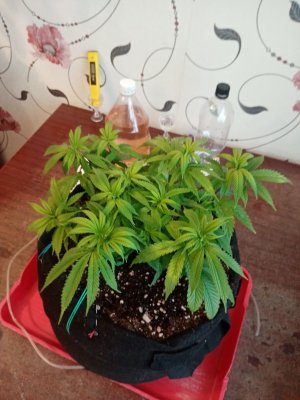 IMG_20230111_113450.jpg IMG_20230111_113450.jpg