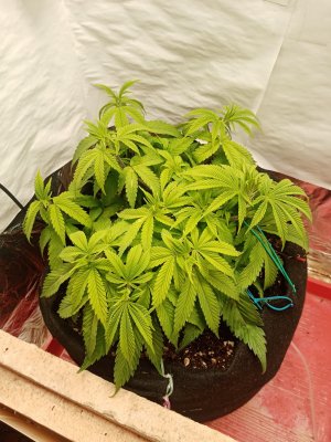 IMG_20230106_214603.jpg IMG_20230106_214603.jpg