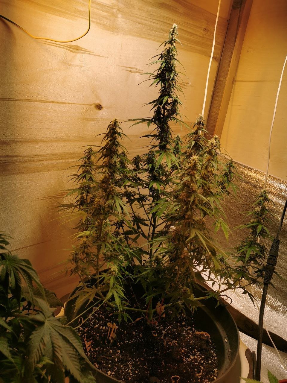 59 — копия.jpg