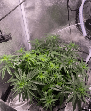 ЫКЕРЫКЕРЫ.png ЫКЕРЫКЕРЫ.png