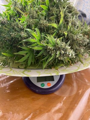 ФТФЕТФЕКТФЕУТ.jpg ФТФЕТФЕКТФЕУТ.jpg