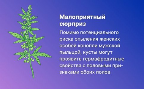 Опыление женских особей мужской коноплей