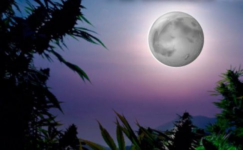 Что означает «перевод из вегетации в цветение»?