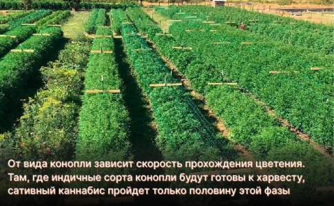 Цветение Индики и Сативы в аутдоре