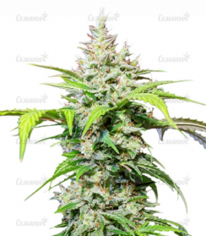 1676235241324.png 1676235241324.png