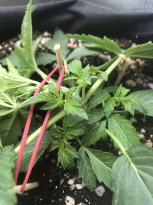 FCD9F5E4-ED04-4350-82D2-0CECE27C7ED3.jpeg FCD9F5E4-ED04-4350-82D2-0CECE27C7ED3.jpeg