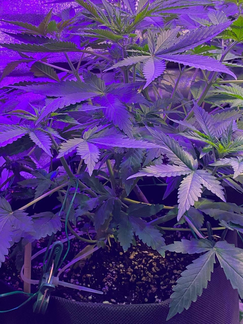 photo1676739698 (5).jpeg photo1676739698 (5).jpeg