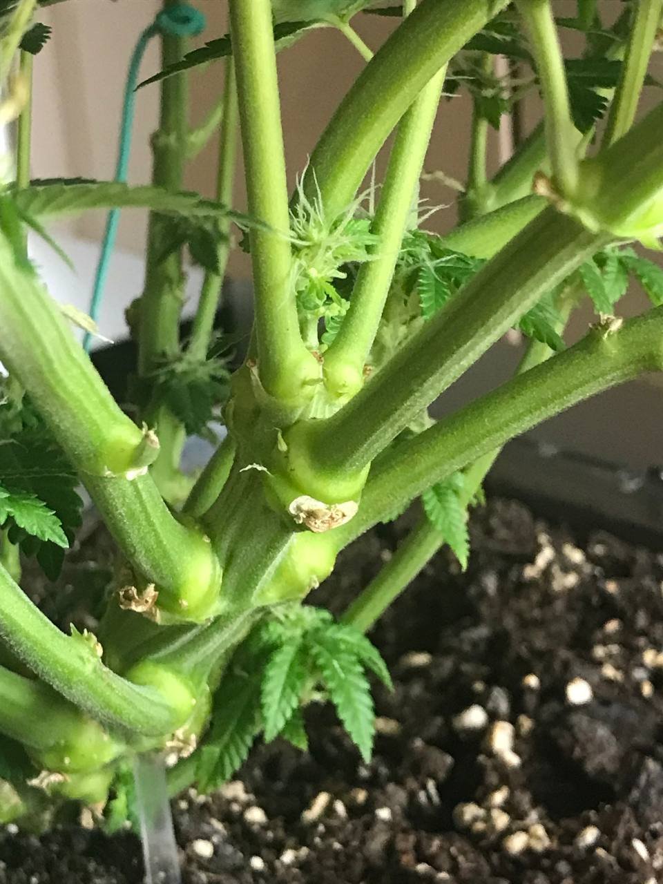 IMG_20230218_190206_903.jpg IMG_20230218_190206_903.jpg