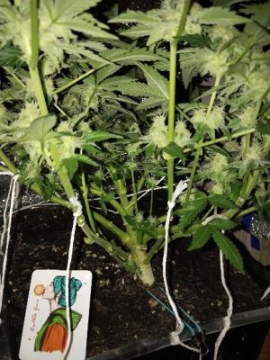 1000000993.jpg 1000000993.jpg