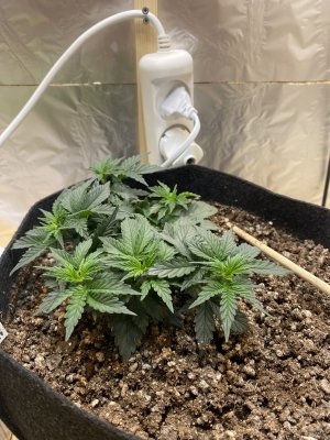 A095F422-5380-46F6-916D-4E2B7F5FDDF3.jpeg A095F422-5380-46F6-916D-4E2B7F5FDDF3.jpeg