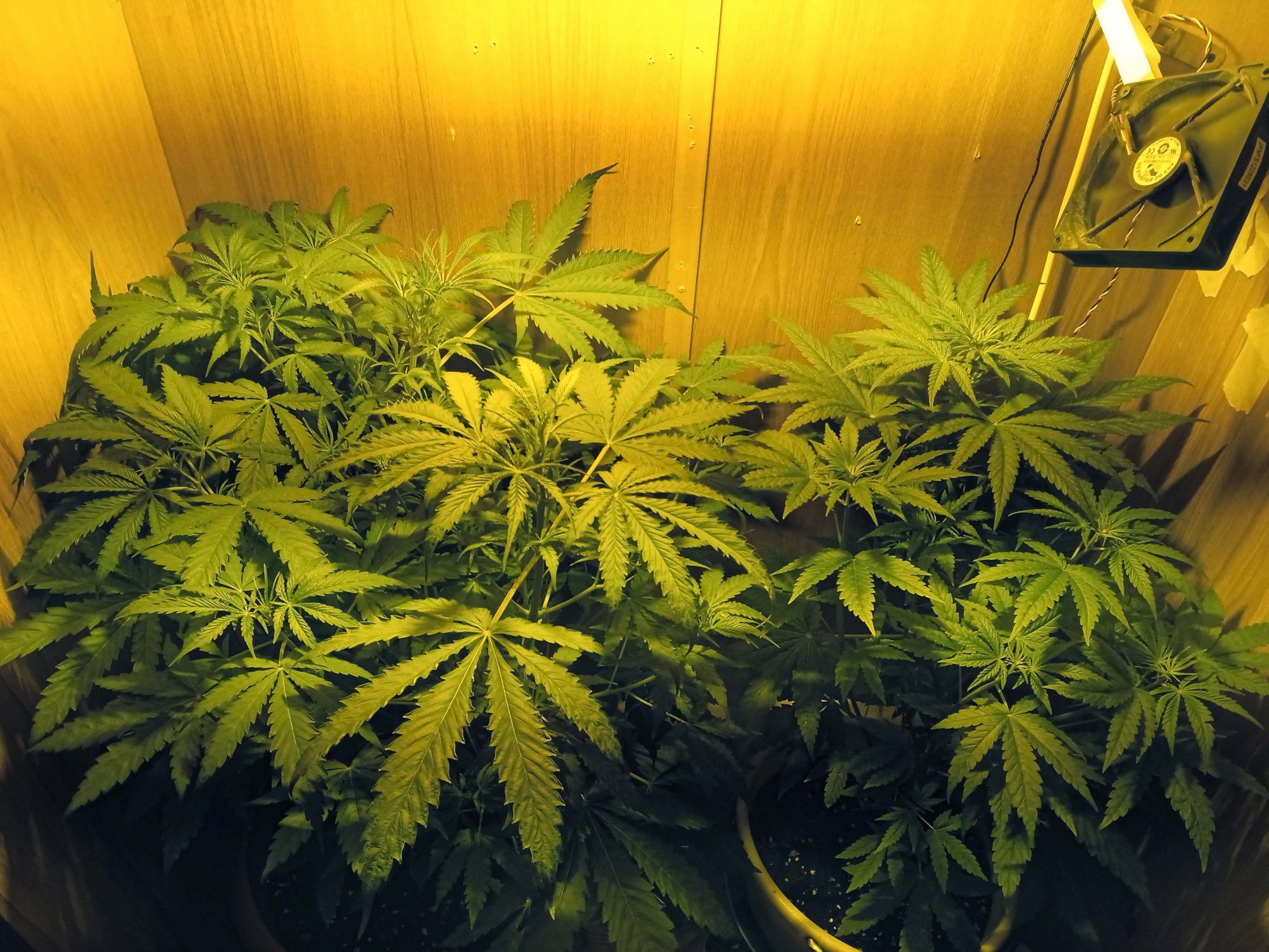 IMG_20230222_161645.jpg IMG_20230222_161645.jpg