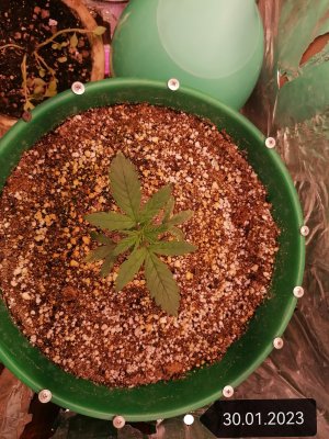 IMG_20230130_122602_edit_51669648605657.jpg IMG_20230130_122602_edit_51669648605657.jpg