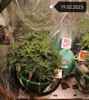 IMG_20230219_121648_edit_52366370552947.jpg IMG_20230219_121648_edit_52366370552947.jpg