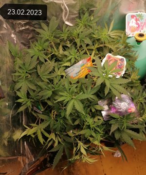 IMG_20230223_131702_edit_52840402782041.jpg IMG_20230223_131702_edit_52840402782041.jpg