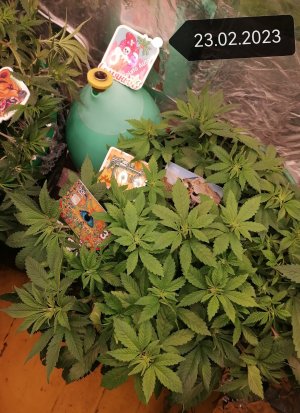 IMG_20230223_131652_edit_52877647067452.jpg IMG_20230223_131652_edit_52877647067452.jpg