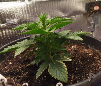 Screenshot_2023-02-27-18-39-48-557_com.miui.gallery-edit.jpg Screenshot_2023-02-27-18-39-48-557_com.miui.gallery-edit.jpg