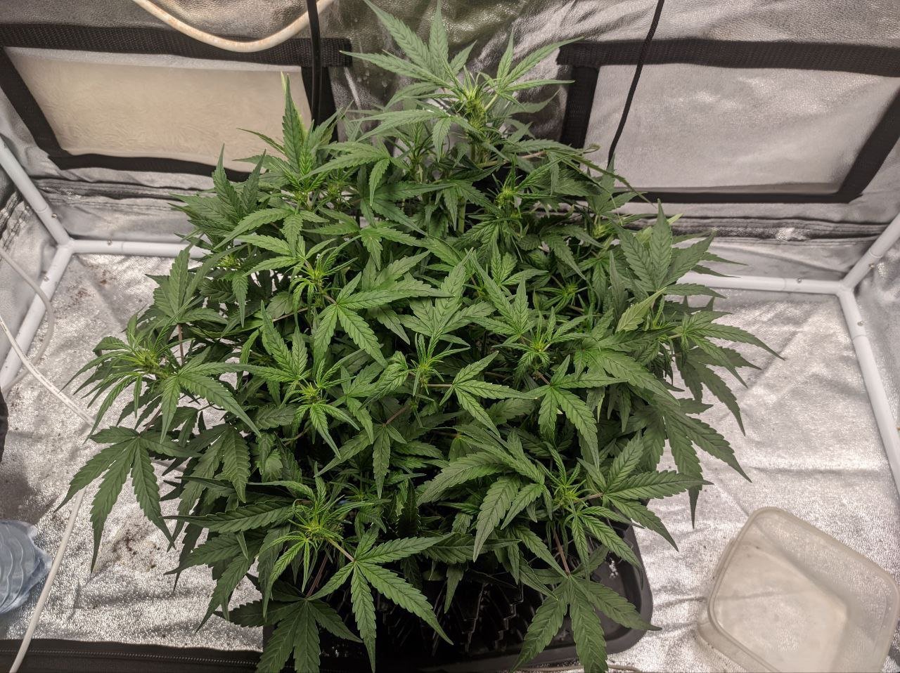 IMG_20230303_163406_236.jpg IMG_20230303_163406_236.jpg