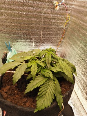 IMG_20230303_204514.jpg IMG_20230303_204514.jpg