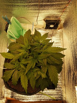 IMG_20230305_141051.jpg IMG_20230305_141051.jpg