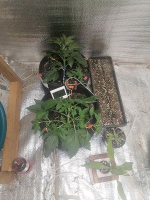 IMG_20230304_231354.jpg IMG_20230304_231354.jpg