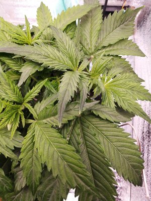 IMG_20230307_073016.jpg IMG_20230307_073016.jpg