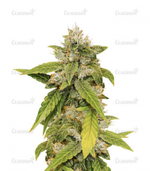 1678358681819.png 1678358681819.png