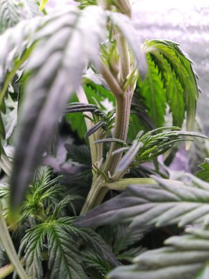 IMG_20230314_193934.jpg IMG_20230314_193934.jpg