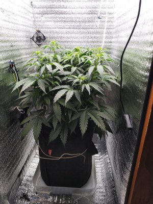 IMG_20230319_080200.jpg IMG_20230319_080200.jpg