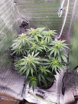 IMG_20230322_083149.jpg IMG_20230322_083149.jpg