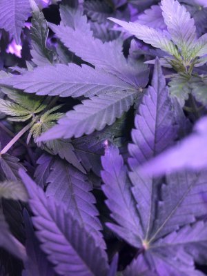 3F850F97-A453-446C-A5ED-6E6380EA0DB4.jpeg 3F850F97-A453-446C-A5ED-6E6380EA0DB4.jpeg