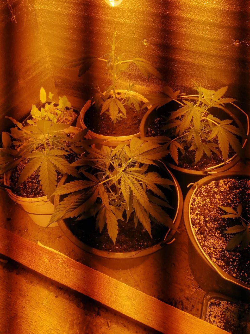 IMG_20230329_213632_196.jpg IMG_20230329_213632_196.jpg