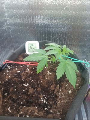 IMG_20230401_154717.jpg IMG_20230401_154717.jpg