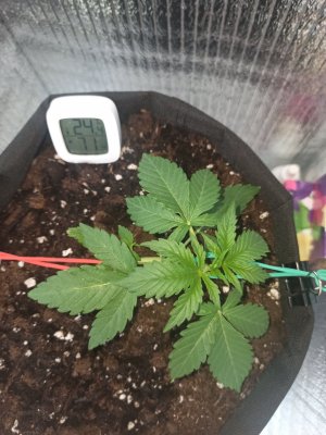 IMG_20230401_154746.jpg IMG_20230401_154746.jpg