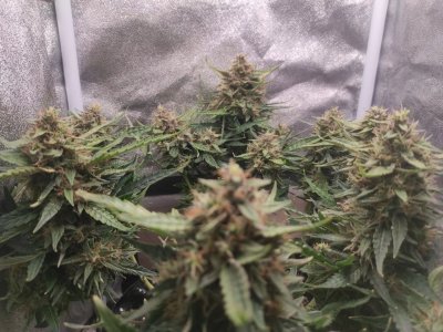 IMG_20230403_113726_425.jpg IMG_20230403_113726_425.jpg