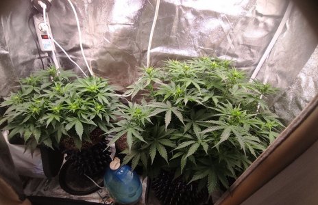 IMG_20230403_113628_245~2.jpg IMG_20230403_113628_245~2.jpg